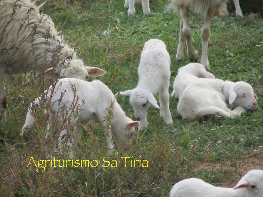 Agriturismo Sa Tiria Teulada Exteriör bild